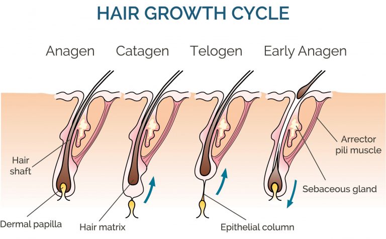 the-hair-growth-cycle-understanding-the-4-stages-and-common-issues