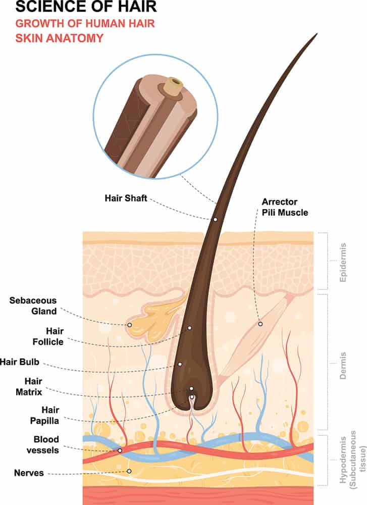 Human Skin And Hair Anatomy Stock Illustration  Download Image Now  Hair  Follicle Hair Anatomy  iStock