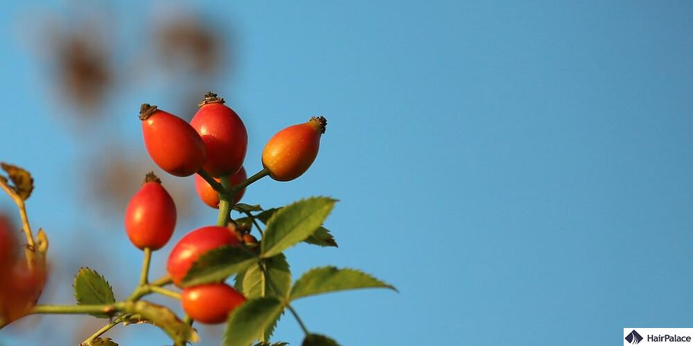 rosehip oil for hair growth